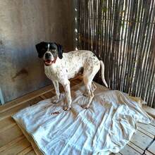 FEI, Hund, Mischlingshund in Griechenland - Bild 3