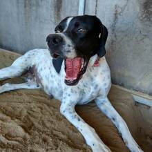 FEI, Hund, Mischlingshund in Griechenland - Bild 4