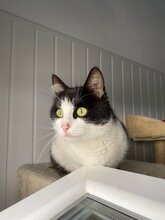 DORINA, Katze, Europäisch Kurzhaar in Rumänien - Bild 1