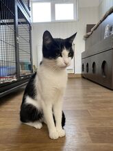DORINA, Katze, Europäisch Kurzhaar in Rumänien - Bild 13