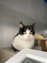 DORINA, Katze, Europäisch Kurzhaar in Rumänien - Bild 2