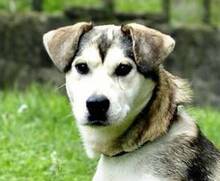 HARRY, Hund, Siberian Husky-Mix in Mistelgau - Bild 2