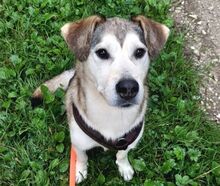 HARRY, Hund, Siberian Husky-Mix in Mistelgau - Bild 4