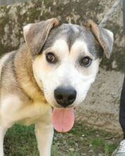 HARRY, Hund, Siberian Husky-Mix in Mistelgau - Bild 7