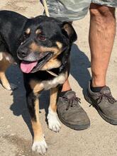 KOFA, Hund, Mischlingshund in Ungarn - Bild 2