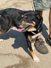 KOFA, Hund, Mischlingshund in Ungarn - Bild 3