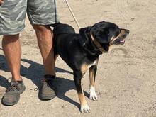 KOFA, Hund, Mischlingshund in Ungarn - Bild 4