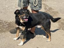 KOFA, Hund, Mischlingshund in Ungarn - Bild 5