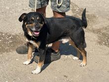 KOFA, Hund, Mischlingshund in Ungarn - Bild 6