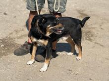 KOFA, Hund, Mischlingshund in Ungarn - Bild 7
