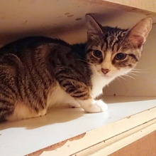 SNOOPY, Katze, Europäisch Kurzhaar in Bulgarien - Bild 9