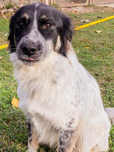 DERRY, Hund, Border Collie-Mix in Italien - Bild 3
