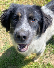 DERRY, Hund, Border Collie-Mix in Italien - Bild 6