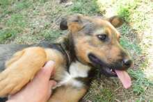 LOURDES, Hund, Mischlingshund in Hüllhorst - Bild 6