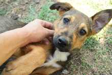 LOURDES, Hund, Mischlingshund in Hüllhorst - Bild 7