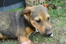 LOURDES, Hund, Mischlingshund in Hüllhorst - Bild 9