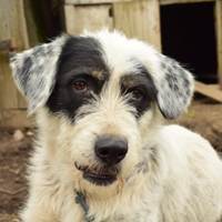 PONGO, Hund, Mischlingshund in Rumänien - Bild 1