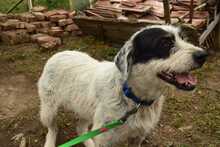 PONGO, Hund, Mischlingshund in Rumänien - Bild 3