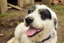 PONGO, Hund, Mischlingshund in Rumänien - Bild 4
