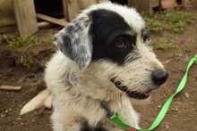PONGO, Hund, Mischlingshund in Rumänien - Bild 8