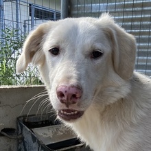 ZENDAYA, Hund, Mischlingshund in Griechenland - Bild 1