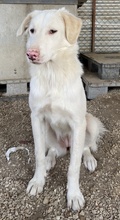 ZENDAYA, Hund, Mischlingshund in Griechenland - Bild 10