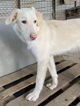 ZENDAYA, Hund, Mischlingshund in Griechenland - Bild 3