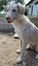 ZENDAYA, Hund, Mischlingshund in Griechenland - Bild 7