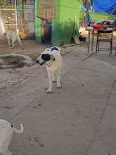 LUNA, Hund, Mischlingshund in Spanien - Bild 13