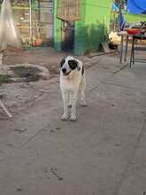 LUNA, Hund, Mischlingshund in Spanien - Bild 14
