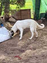 LUNA, Hund, Mischlingshund in Spanien - Bild 18