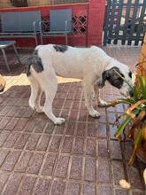 LUNA, Hund, Mischlingshund in Spanien - Bild 7