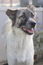 NANU, Hund, Mischlingshund in Griechenland - Bild 1