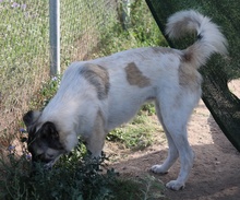 NANU, Hund, Mischlingshund in Griechenland - Bild 10