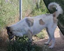NANU, Hund, Mischlingshund in Griechenland - Bild 11