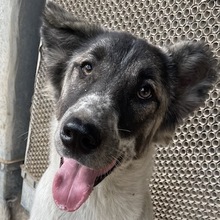 NANU, Hund, Mischlingshund in Griechenland - Bild 14