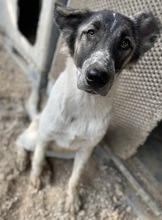 NANU, Hund, Mischlingshund in Griechenland - Bild 19