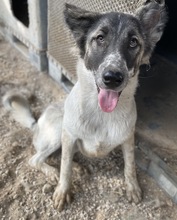 NANU, Hund, Mischlingshund in Griechenland - Bild 20