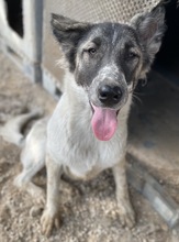 NANU, Hund, Mischlingshund in Griechenland - Bild 21
