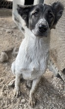 NANU, Hund, Mischlingshund in Griechenland - Bild 23