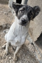 NANU, Hund, Mischlingshund in Griechenland - Bild 24