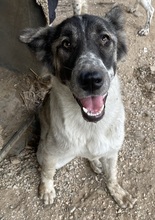NANU, Hund, Mischlingshund in Griechenland - Bild 25