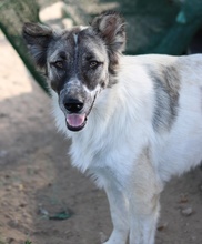 NANU, Hund, Mischlingshund in Griechenland - Bild 3