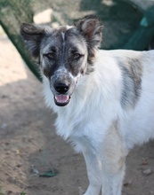 NANU, Hund, Mischlingshund in Griechenland - Bild 4