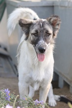 NANU, Hund, Mischlingshund in Griechenland - Bild 7