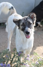 NANU, Hund, Mischlingshund in Griechenland - Bild 8
