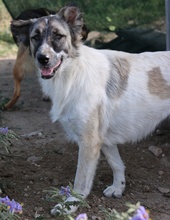 NANU, Hund, Mischlingshund in Griechenland - Bild 9
