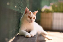 LEONARDO, Katze, Hauskatze in Bulgarien - Bild 1