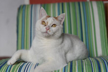 LEONARDO, Katze, Hauskatze in Bulgarien - Bild 10