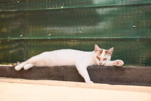 LEONARDO, Katze, Hauskatze in Bulgarien - Bild 4